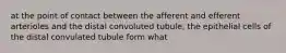 at the point of contact between the afferent and efferent arterioles and the distal convoluted tubule, the epithelial cells of the distal convulated tubule form what