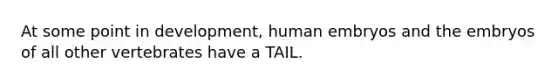 At some point in development, human embryos and the embryos of all other vertebrates have a TAIL.