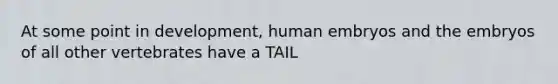 At some point in development, human embryos and the embryos of all other vertebrates have a TAIL