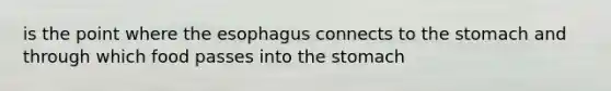 is the point where the esophagus connects to the stomach and through which food passes into the stomach