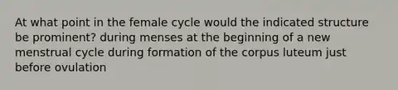 At what point in the female cycle would the indicated structure be prominent? during menses at the beginning of a new menstrual cycle during formation of the corpus luteum just before ovulation