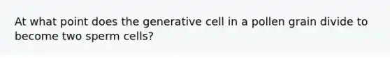 At what point does the generative cell in a pollen grain divide to become two sperm cells?