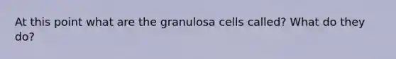 At this point what are the granulosa cells called? What do they do?