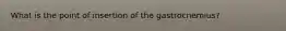 What is the point of insertion of the gastrocnemius?