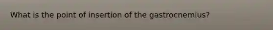 What is the point of insertion of the gastrocnemius?