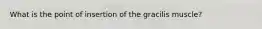 What is the point of insertion of the gracilis muscle?