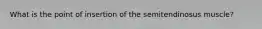 What is the point of insertion of the semitendinosus muscle?