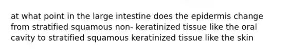 at what point in the <a href='https://www.questionai.com/knowledge/kGQjby07OK-large-intestine' class='anchor-knowledge'>large intestine</a> does <a href='https://www.questionai.com/knowledge/kBFgQMpq6s-the-epidermis' class='anchor-knowledge'>the epidermis</a> change from stratified squamous non- keratinized tissue like the oral cavity to stratified squamous keratinized tissue like the skin