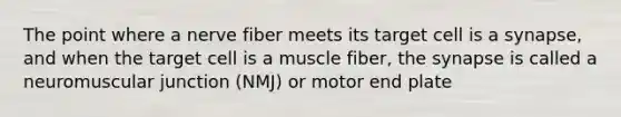 The point where a nerve fiber meets its target cell is a synapse, and when the target cell is a muscle fiber, the synapse is called a neuromuscular junction (NMJ) or motor end plate