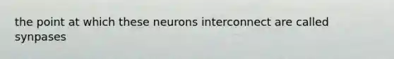 the point at which these neurons interconnect are called synpases