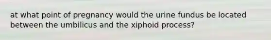 at what point of pregnancy would the urine fundus be located between the umbilicus and the xiphoid process?