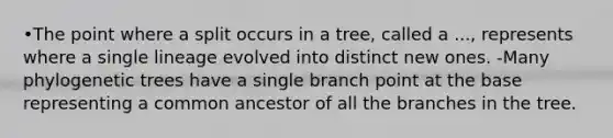 •The point where a split occurs in a tree, called a ..., represents where a single lineage evolved into distinct new ones. -Many phylogenetic trees have a single branch point at the base representing a common ancestor of all the branches in the tree.