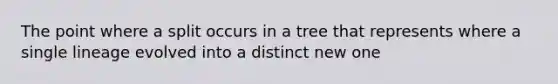 The point where a split occurs in a tree that represents where a single lineage evolved into a distinct new one