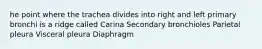 he point where the trachea divides into right and left primary bronchi is a ridge called Carina Secondary bronchioles Parietal pleura Visceral pleura Diaphragm