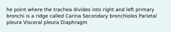 he point where the trachea divides into right and left primary bronchi is a ridge called Carina Secondary bronchioles Parietal pleura Visceral pleura Diaphragm