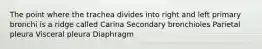 The point where the trachea divides into right and left primary bronchi is a ridge called Carina Secondary bronchioles Parietal pleura Visceral pleura Diaphragm