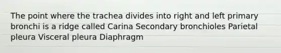 The point where the trachea divides into right and left primary bronchi is a ridge called Carina Secondary bronchioles Parietal pleura Visceral pleura Diaphragm