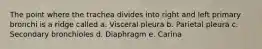 The point where the trachea divides into right and left primary bronchi is a ridge called a. Visceral pleura b. Parietal pleura c. Secondary bronchioles d. Diaphragm e. Carina