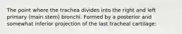 The point where the trachea divides into the right and left primary (main stem) bronchi. Formed by a posterior and somewhat inferior projection of the last tracheal cartilage: