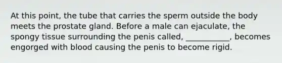 At this point, the tube that carries the sperm outside the body meets the prostate gland. Before a male can ejaculate, the spongy tissue surrounding the penis called, ___________, becomes engorged with blood causing the penis to become rigid.