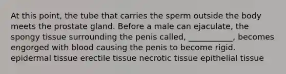 At this point, the tube that carries the sperm outside the body meets the prostate gland. Before a male can ejaculate, the spongy tissue surrounding the penis called, ___________, becomes engorged with blood causing the penis to become rigid. epi<a href='https://www.questionai.com/knowledge/kRKdINDJId-dermal-tissue' class='anchor-knowledge'>dermal tissue</a> erectile tissue necrotic tissue <a href='https://www.questionai.com/knowledge/k7dms5lrVY-epithelial-tissue' class='anchor-knowledge'>epithelial tissue</a>