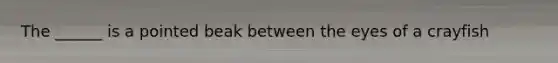 The ______ is a pointed beak between the eyes of a crayfish