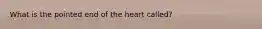 What is the pointed end of the heart called?