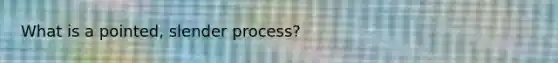 What is a pointed, slender process?