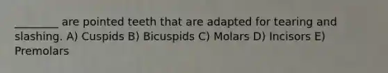 ________ are pointed teeth that are adapted for tearing and slashing. A) Cuspids B) Bicuspids C) Molars D) Incisors E) Premolars