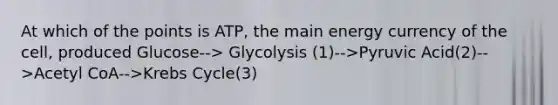 At which of the points is ATP, the main energy currency of the cell, produced Glucose--> Glycolysis (1)-->Pyruvic Acid(2)-->Acetyl CoA-->Krebs Cycle(3)