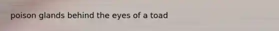 poison glands behind the eyes of a toad