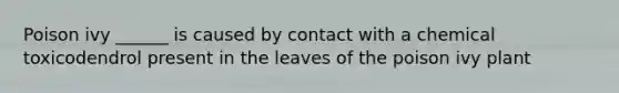 Poison ivy ______ is caused by contact with a chemical toxicodendrol present in the leaves of the poison ivy plant