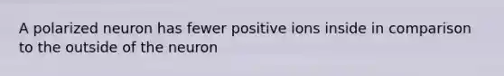 A polarized neuron has fewer positive ions inside in comparison to the outside of the neuron