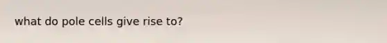 what do pole cells give rise to?