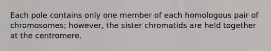 Each pole contains only one member of each homologous pair of chromosomes; however, the sister chromatids are held together at the centromere.