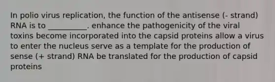 In polio virus replication, the function of the antisense (- strand) RNA is to __________. enhance the pathogenicity of the viral toxins become incorporated into the capsid proteins allow a virus to enter the nucleus serve as a template for the production of sense (+ strand) RNA be translated for the production of capsid proteins