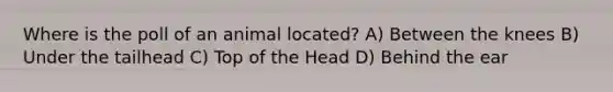 Where is the poll of an animal located? A) Between the knees B) Under the tailhead C) Top of the Head D) Behind the ear