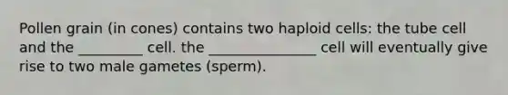 Pollen grain (in cones) contains two haploid cells: the tube cell and the _________ cell. the _______________ cell will eventually give rise to two male gametes (sperm).