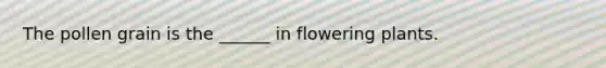 The pollen grain is the ______ in flowering plants.