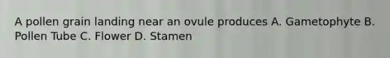 A pollen grain landing near an ovule produces A. Gametophyte B. Pollen Tube C. Flower D. Stamen