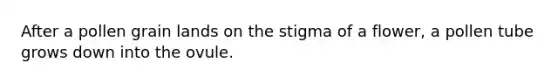 After a pollen grain lands on the stigma of a flower, a pollen tube grows down into the ovule.