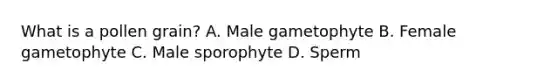 What is a pollen grain? A. Male gametophyte B. Female gametophyte C. Male sporophyte D. Sperm