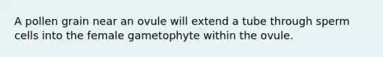 A pollen grain near an ovule will extend a tube through sperm cells into the female gametophyte within the ovule.