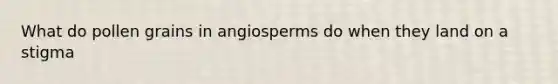 What do pollen grains in angiosperms do when they land on a stigma