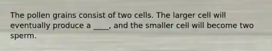 The pollen grains consist of two cells. The larger cell will eventually produce a ____, and the smaller cell will become two sperm.