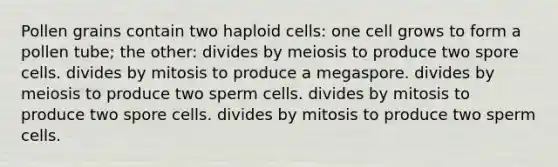 Pollen grains contain two haploid cells: one cell grows to form a pollen tube; the other: divides by meiosis to produce two spore cells. divides by mitosis to produce a megaspore. divides by meiosis to produce two sperm cells. divides by mitosis to produce two spore cells. divides by mitosis to produce two sperm cells.