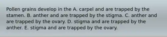 Pollen grains develop in the A. carpel and are trapped by the stamen. B. anther and are trapped by the stigma. C. anther and are trapped by the ovary. D. stigma and are trapped by the anther. E. stigma and are trapped by the ovary.