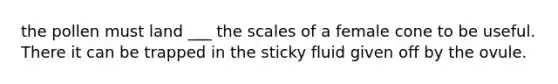 the pollen must land ___ the scales of a female cone to be useful. There it can be trapped in the sticky fluid given off by the ovule.