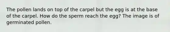 The pollen lands on top of the carpel but the egg is at the base of the carpel. How do the sperm reach the egg? The image is of germinated pollen.