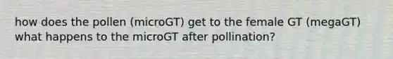 how does the pollen (microGT) get to the female GT (megaGT) what happens to the microGT after pollination?